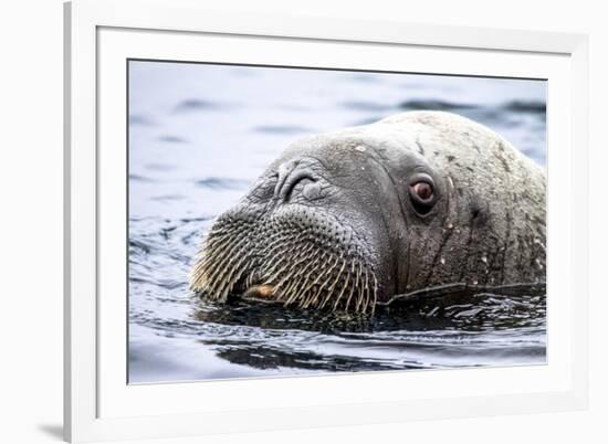 Walrus in Svalbard, Norway-Françoise Gaujour-Framed Photographic Print