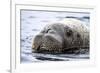 Walrus in Svalbard, Norway-Françoise Gaujour-Framed Photographic Print