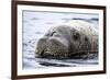 Walrus in Svalbard, Norway-Françoise Gaujour-Framed Photographic Print