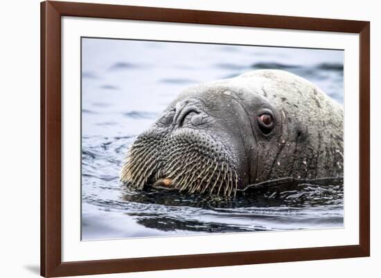 Walrus in Svalbard, Norway-Françoise Gaujour-Framed Photographic Print