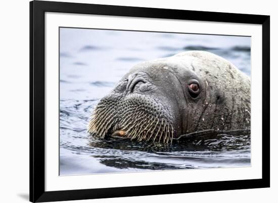 Walrus in Svalbard, Norway-Françoise Gaujour-Framed Photographic Print