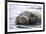 Walrus in Svalbard, Norway-Françoise Gaujour-Framed Photographic Print