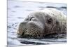 Walrus in Svalbard, Norway-Françoise Gaujour-Mounted Photographic Print