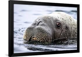 Walrus in Svalbard, Norway-Françoise Gaujour-Framed Photographic Print