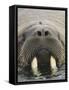 Walrus Looking Straight Ahead-null-Framed Stretched Canvas