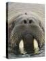 Walrus Looking Straight Ahead-null-Stretched Canvas