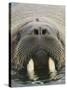 Walrus Looking Straight Ahead-null-Stretched Canvas