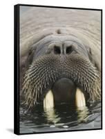 Walrus Looking Straight Ahead-null-Framed Stretched Canvas
