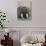 Walrus Looking Straight Ahead-null-Stretched Canvas displayed on a wall
