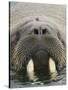 Walrus Looking Straight Ahead-null-Stretched Canvas