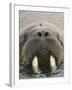 Walrus Looking Straight Ahead-null-Framed Premium Photographic Print