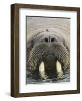 Walrus Looking Straight Ahead-null-Framed Photographic Print