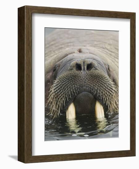 Walrus Looking Straight Ahead-null-Framed Photographic Print