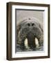 Walrus Looking Straight Ahead-null-Framed Photographic Print