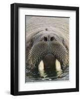 Walrus Looking Straight Ahead-null-Framed Photographic Print