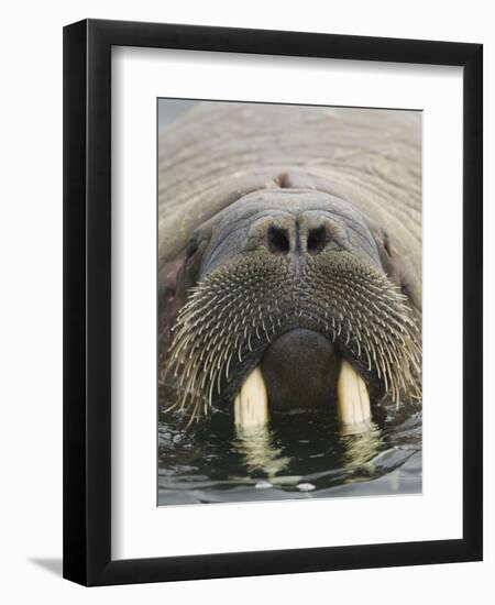 Walrus Looking Straight Ahead-null-Framed Photographic Print