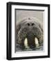 Walrus Looking Straight Ahead-null-Framed Photographic Print