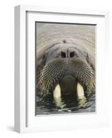 Walrus Looking Straight Ahead-null-Framed Photographic Print