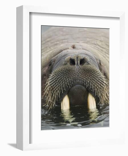 Walrus Looking Straight Ahead-null-Framed Photographic Print