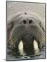 Walrus Looking Straight Ahead-null-Mounted Photographic Print