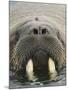 Walrus Looking Straight Ahead-null-Mounted Photographic Print
