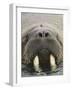 Walrus Looking Straight Ahead-null-Framed Photographic Print