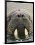 Walrus Looking Straight Ahead-null-Framed Photographic Print