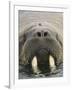 Walrus Looking Straight Ahead-null-Framed Photographic Print