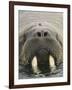 Walrus Looking Straight Ahead-null-Framed Photographic Print