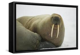 Walrus Looking up from a Rest-DLILLC-Framed Stretched Canvas