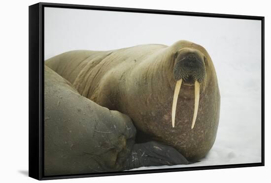 Walrus Looking up from a Rest-DLILLC-Framed Stretched Canvas