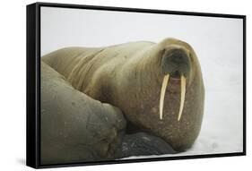 Walrus Looking up from a Rest-DLILLC-Framed Stretched Canvas