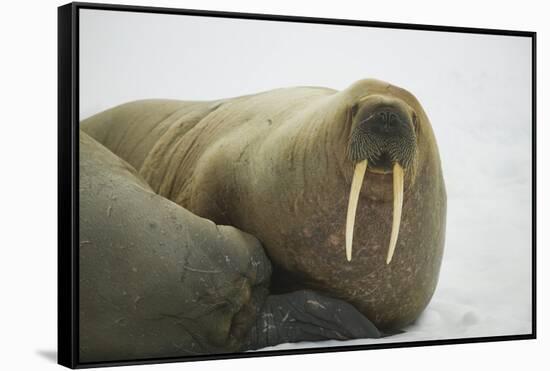 Walrus Looking up from a Rest-DLILLC-Framed Stretched Canvas