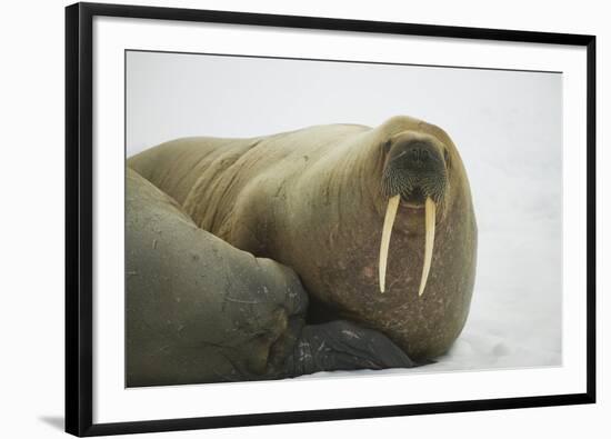 Walrus Looking up from a Rest-DLILLC-Framed Photographic Print