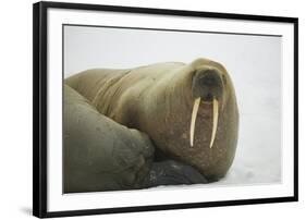 Walrus Looking up from a Rest-DLILLC-Framed Photographic Print