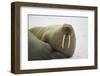 Walrus Looking up from a Rest-DLILLC-Framed Photographic Print