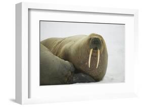 Walrus Looking up from a Rest-DLILLC-Framed Photographic Print