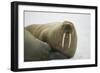 Walrus Looking up from a Rest-DLILLC-Framed Photographic Print