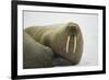 Walrus Looking up from a Rest-DLILLC-Framed Photographic Print