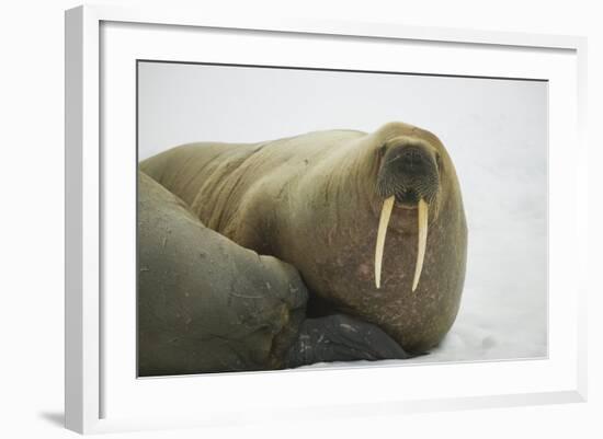 Walrus Looking up from a Rest-DLILLC-Framed Photographic Print