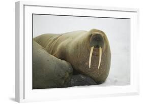 Walrus Looking up from a Rest-DLILLC-Framed Photographic Print