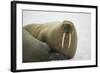 Walrus Looking up from a Rest-DLILLC-Framed Photographic Print