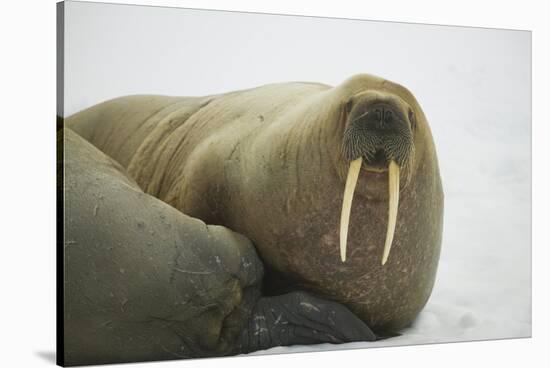 Walrus Looking up from a Rest-DLILLC-Stretched Canvas