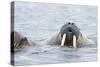 Walrus Male in Sea-null-Stretched Canvas