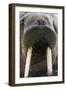 Walrus Male in Sea-null-Framed Photographic Print