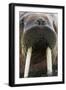 Walrus Male in Sea-null-Framed Photographic Print