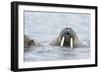 Walrus Male in Sea-null-Framed Photographic Print