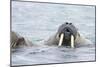 Walrus Male in Sea-null-Mounted Photographic Print