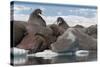 Walrus (Odobenus Rosmarinus) Females-Louise Murray-Stretched Canvas