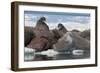 Walrus (Odobenus Rosmarinus) Females-Louise Murray-Framed Photographic Print